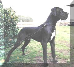 Deckr�de: Hasko "vom Junkerhaus"