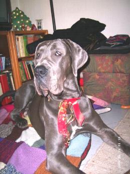 Hector - 10 Monate alt ...