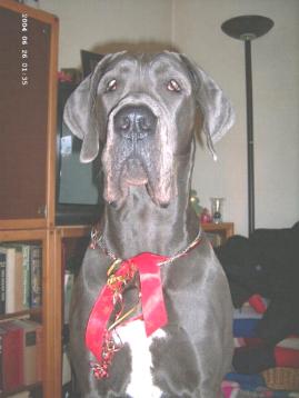 Hector - 10 Monate alt ...