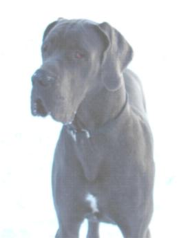 Hermann - 10 Monate alt ...