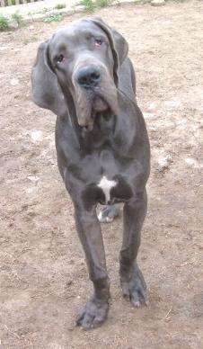 Houdini "v. Nospheratus" - 6 Monate alt ...