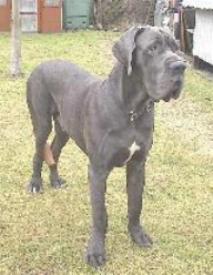 Houdini "vom Nospheratus" im Alter von 11 Monaten ...