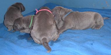 Geschwister �rgern macht Spa� ...