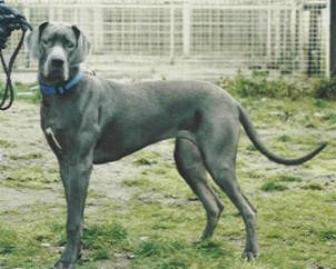 Laura "v. Junkerhaus"