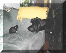 M�tze und Katze ... Staun ...