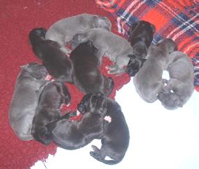 m�de kleine M�use ...