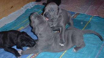 muntere Kerlchen ...