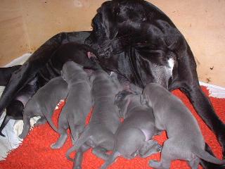 anstrengender Job f�r Mama Cleopatra ...