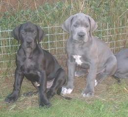 Gladis und Gaitano-Blue ...